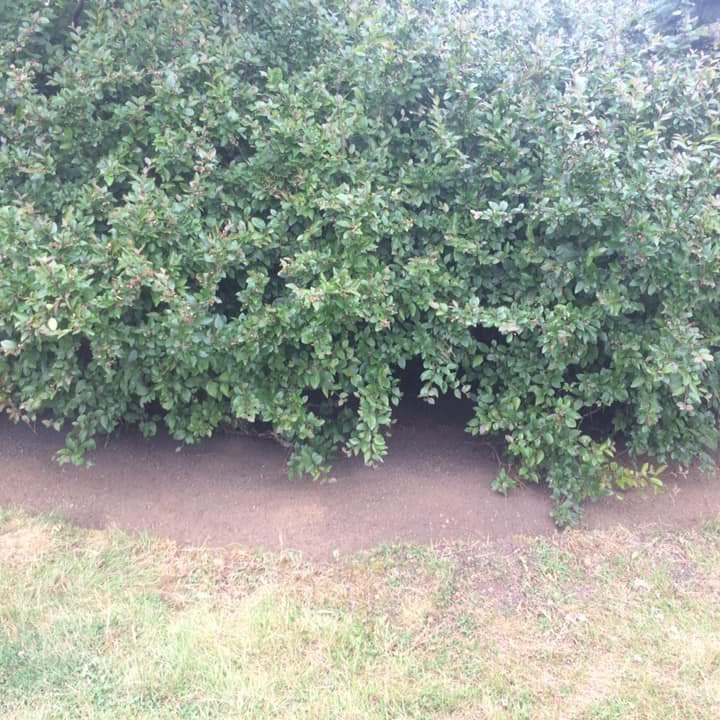 66411413_2297881080477940_698412350058790912_n