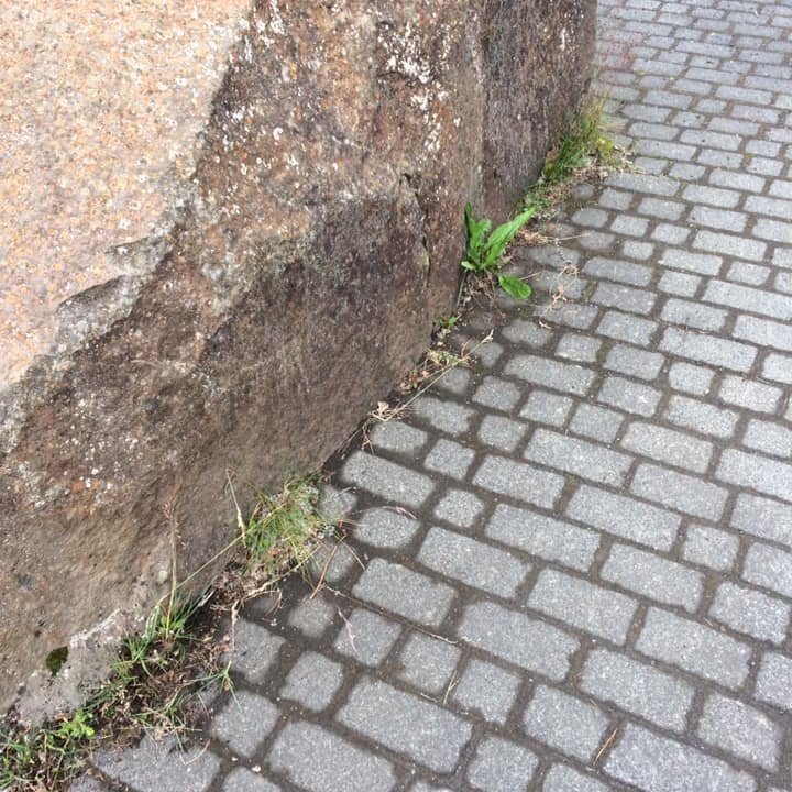 66411681_2297881290477919_7879395822687748096_n