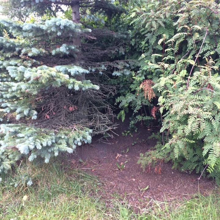 66582298_2297880987144616_726625891441967104_n