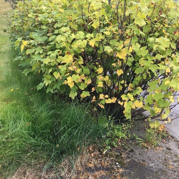 Gras út um allt fyrir hreinsun