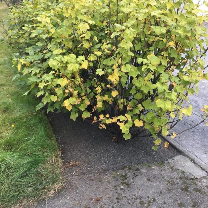 Gras farið eftir hreinsun