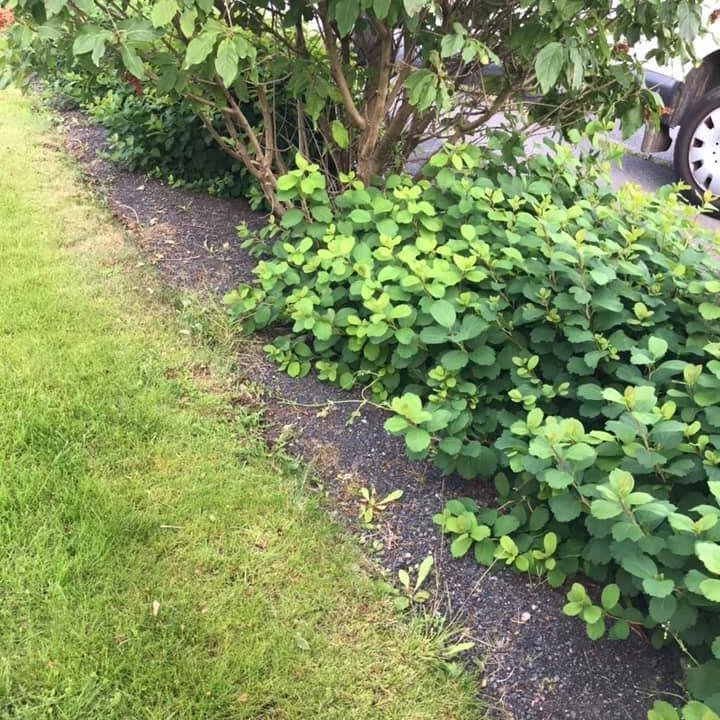 Birkikvistur fyrir hreinsun