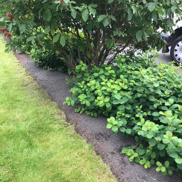 Birkikvistur eftir hreinsun