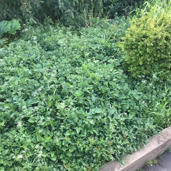 66856297_2595277263839173_1319253317259362304_n