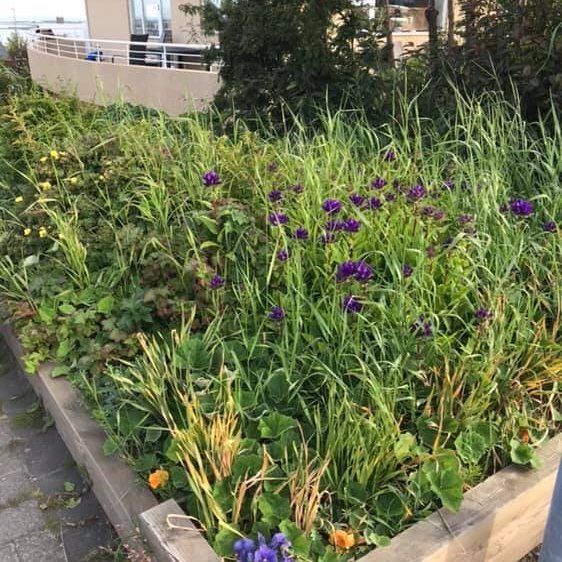 67090233_2595276980505868_7651141761426784256_n