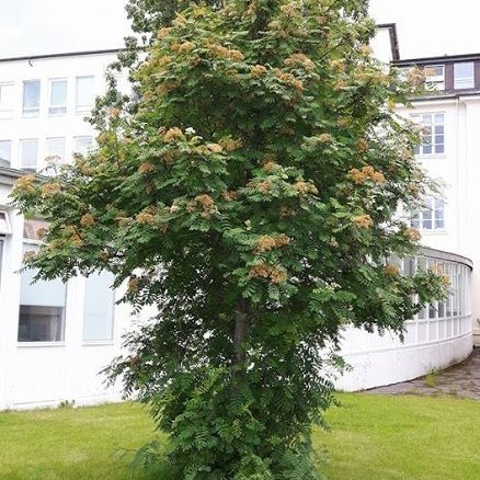 Ilmreynir fyrir snyrtingu