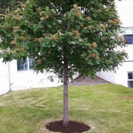 Búið að klippa og snyrta tréð, hreinsa beð,kantskera og bæta mold í beðið