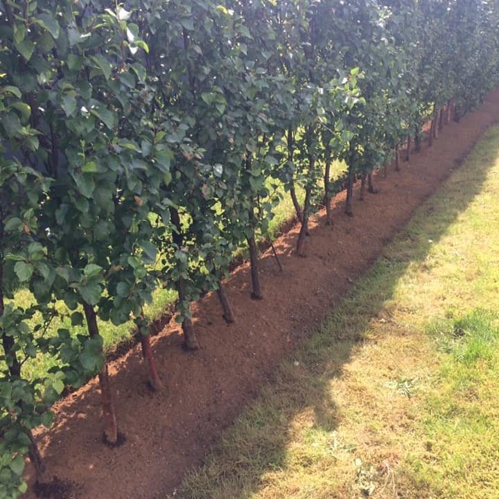 Kantskurður og hreinsun á limgerðisbeði