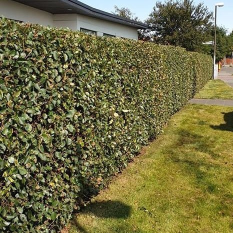 Klippingu lokið á birkilimgerði