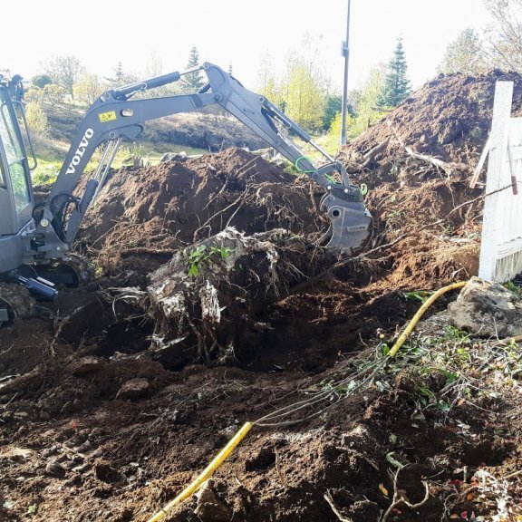 Losað um stórar rætur