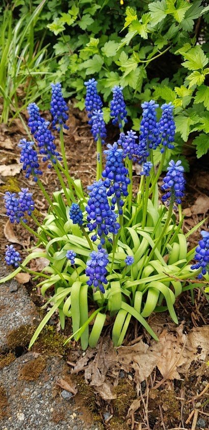 Demantslilja – Muscari armeniacum