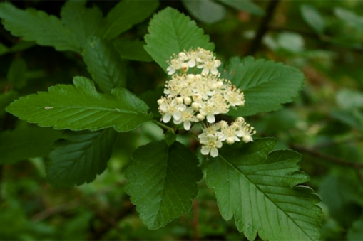 Alpareynir - Sorbus Mougeotii