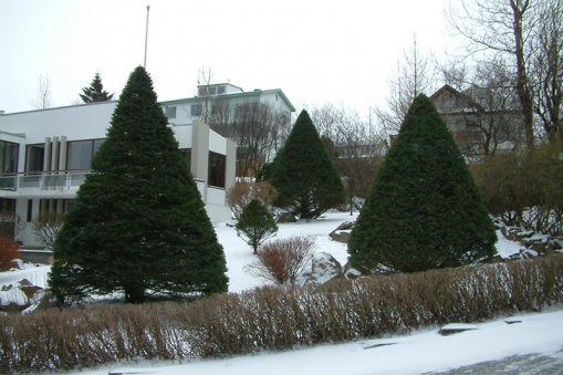 Sígræn tré og umhirða þeirra