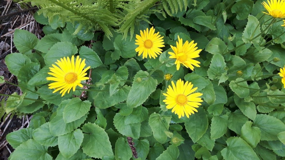 Hjartafífill Doronicum orientale