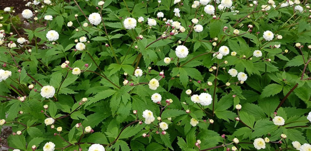 Silfursóley Ranunculus acanitifolius