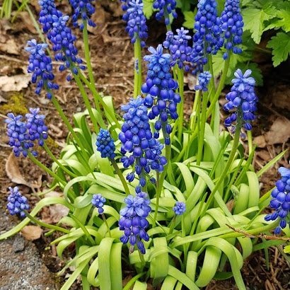 Demantslilja – Muscari armeniacum
