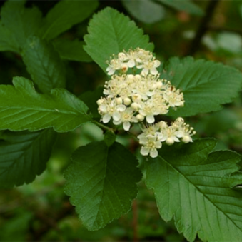 Alpareynir - Sorbus Mougeotii