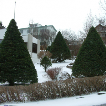 Sígræn tré og umhirða þeirra