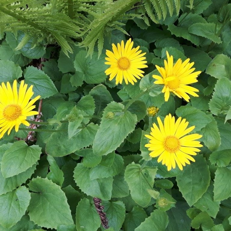 Hjartafífill Doronicum orientale