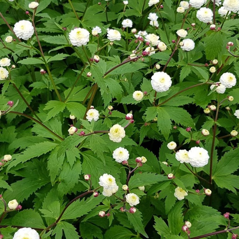 Silfursóley Ranunculus acanitifolius