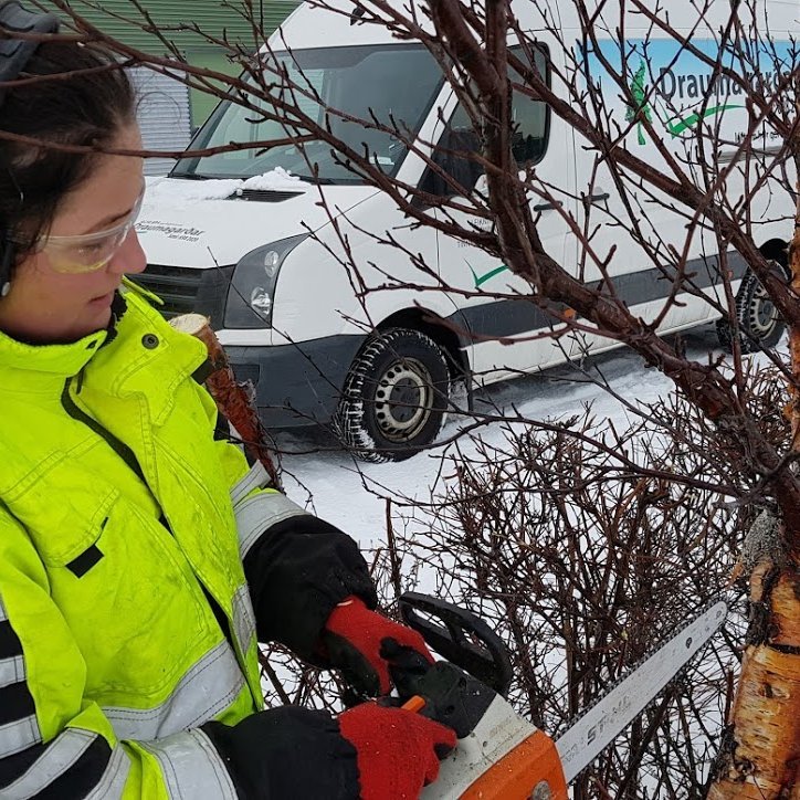 Nú er óhætt að byrja að klippa !