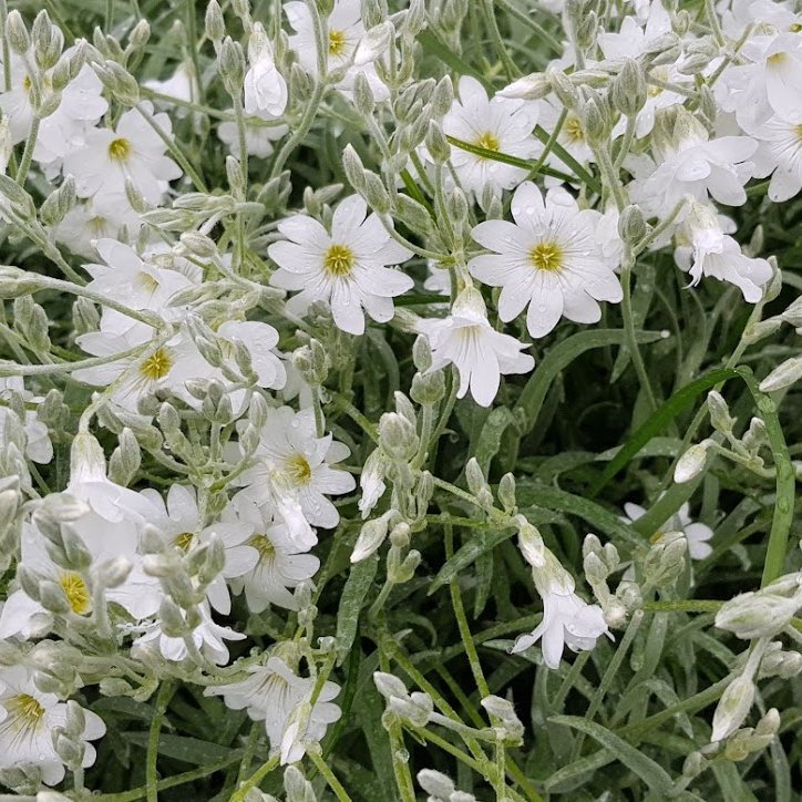 Hvaða stórglæsilegi hvítblómstrandi fjölæringur er að blómstra núna?